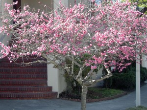 2009 Cherry tree