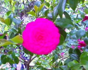 Perfect Camellia