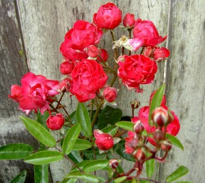 Back Fence Roses