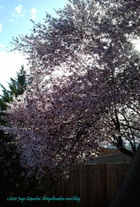Auburn Flowering Tree