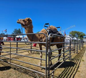 Lincoln County Fair: camel