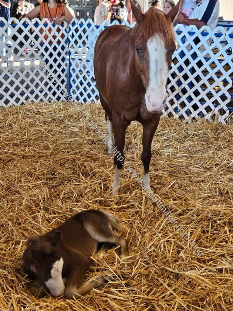 2025 San Mateo County Fair mare & foal