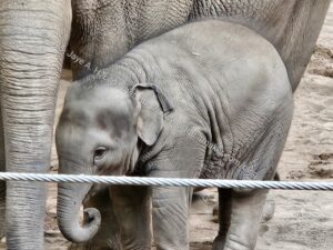 Tula-tu, 10 months old